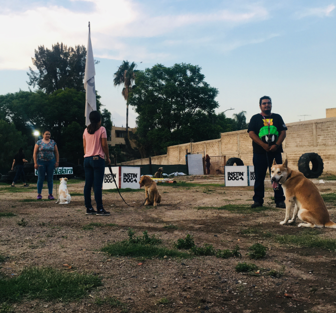 Adiestramiento canino en Guadalajara