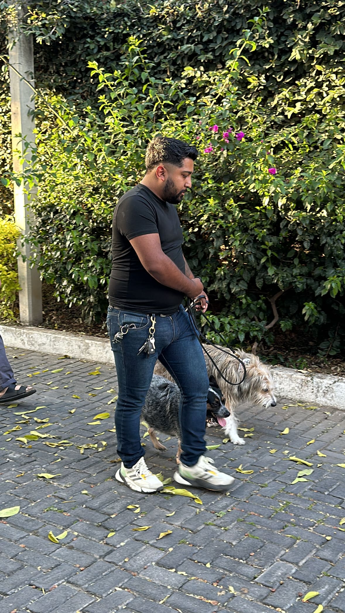 Adiestramiento de perros a domicilio en Guadalajara